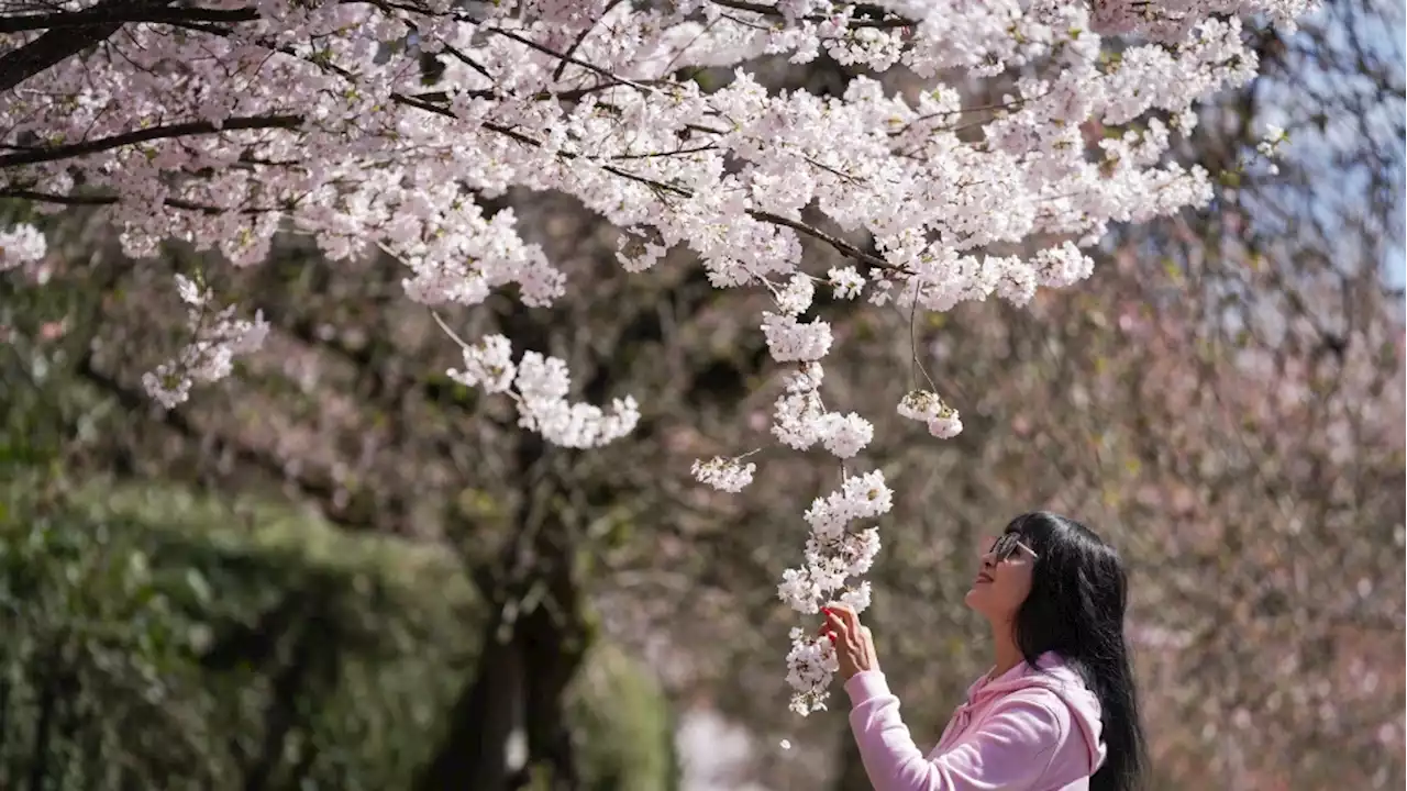 Spring backwards? Why next spring will come earlier than it has in nearly 130 years