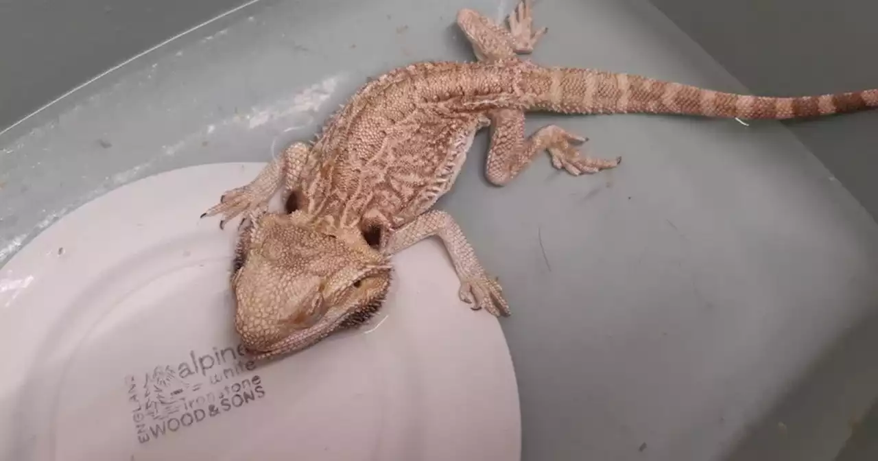 Scots man who starved pet bearded dragon banned from keeping animals for year