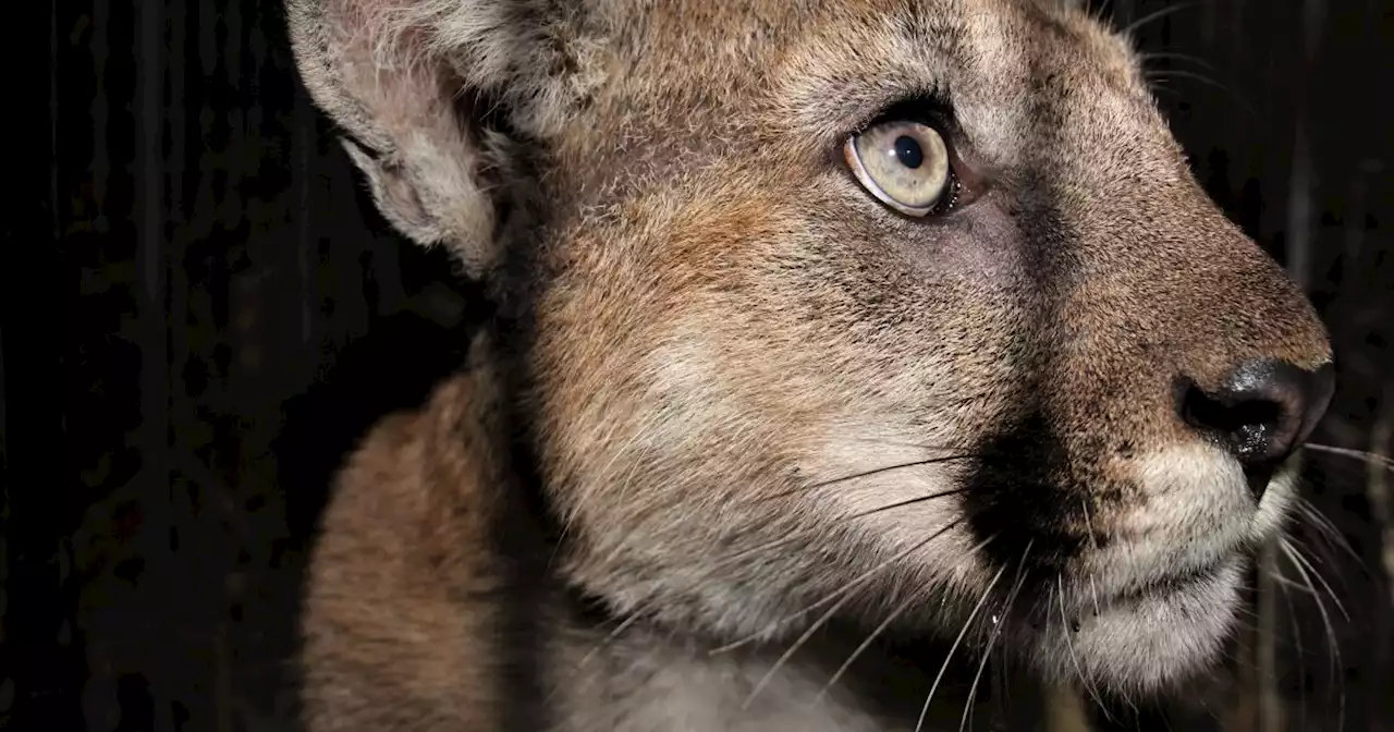 Man suffers minor injuries after mountain lion claws his head Saturday evening, wildlife officials say