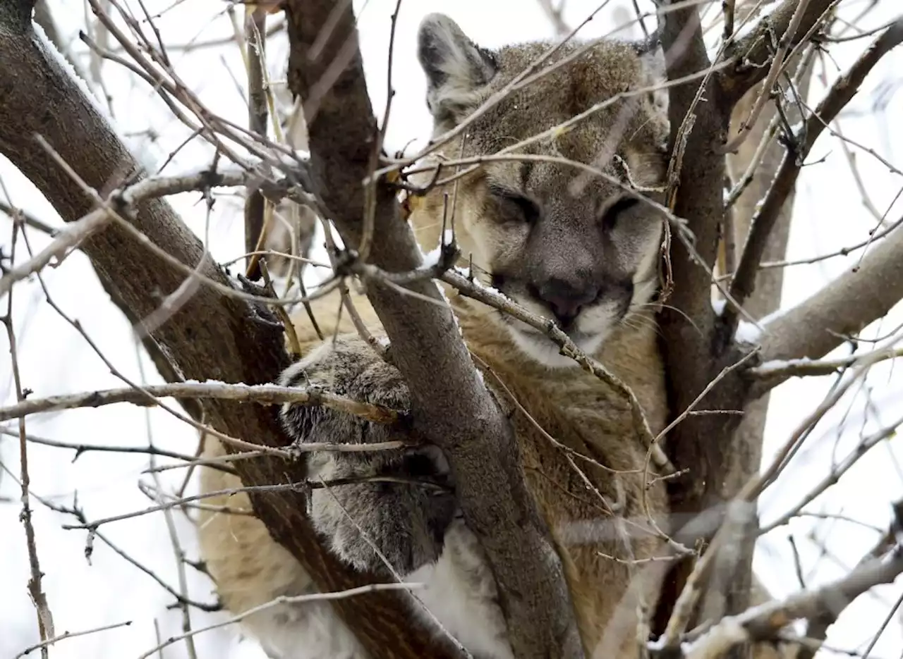 Mountain lion attacks man soaking in hot tub, Colorado wildlife officials say