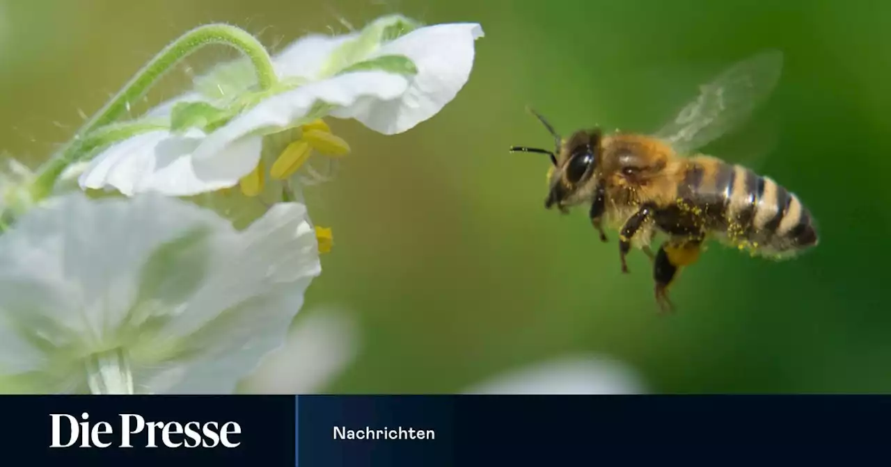 Bienen verfügen über ein kartenartiges Landschaftsgedächtnis