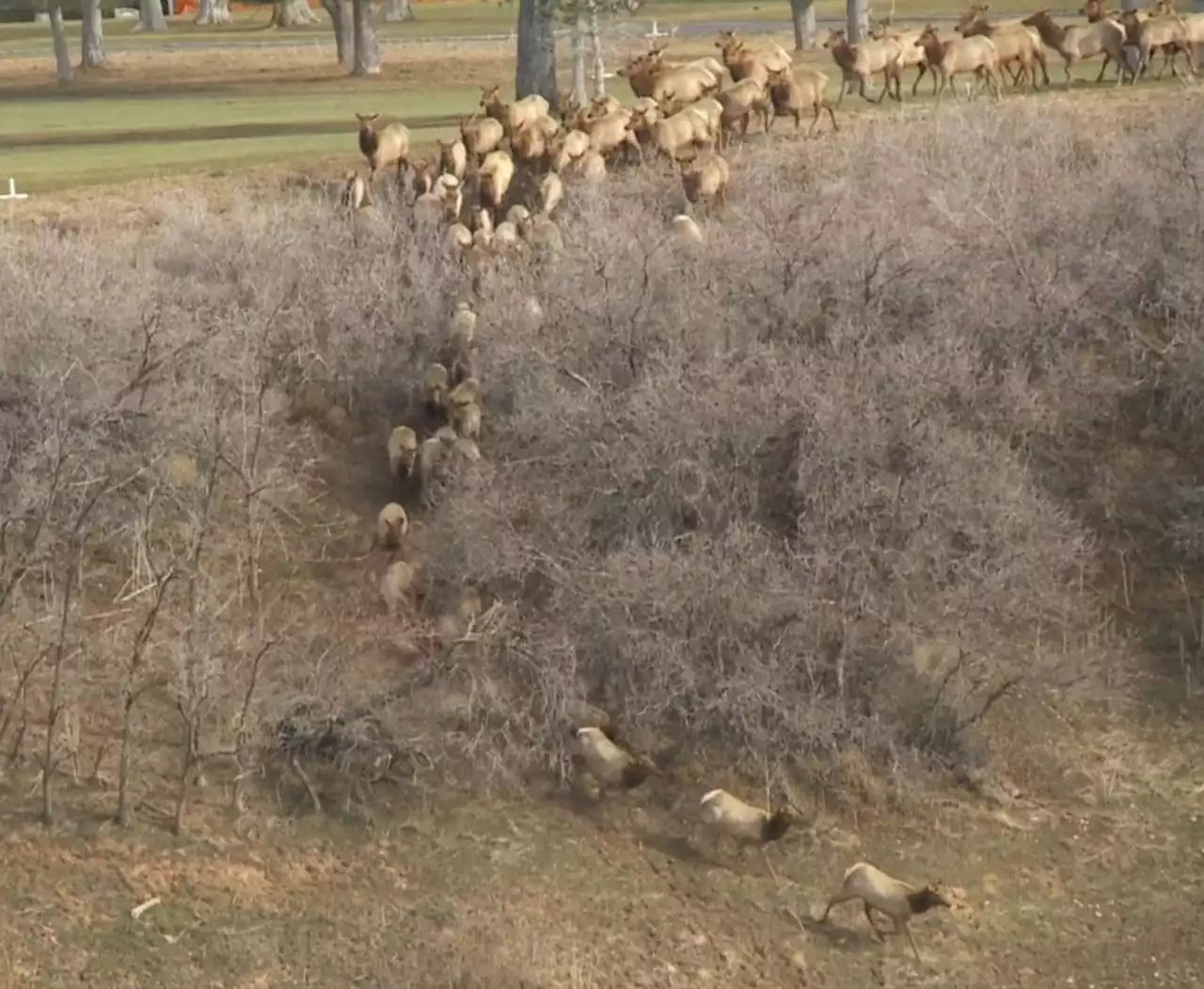 I-80 back open after elk herd relocated from Salt Lake City golf course to mountains