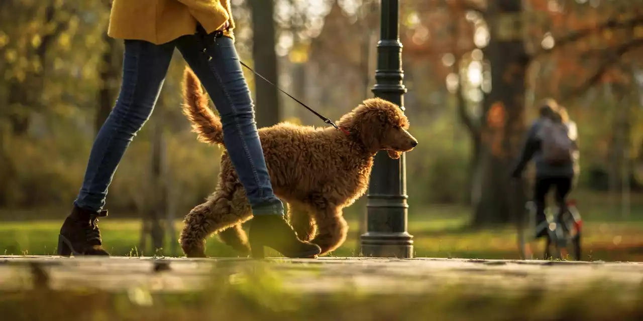 Hundegackerl – in diesen Städten wird es teuer