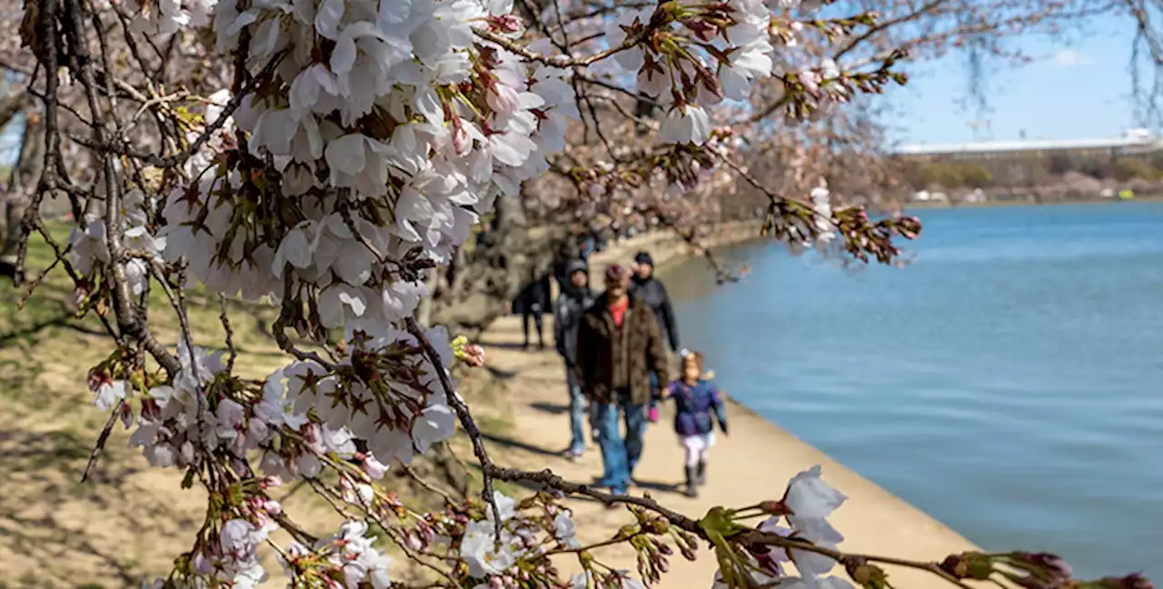 Stasera è primavera, di già - Il Post