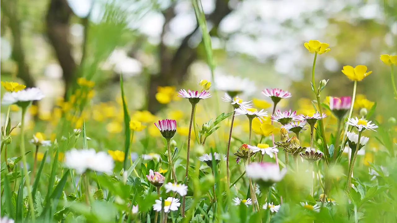 Empieza la primavera de 2023: durará 92 días y 18 horas