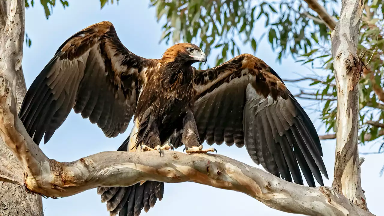 Extinct 10-foot-long Australian eagle could grab kangaroos and koalas