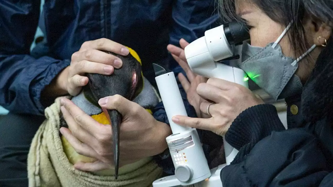 Flippin' cool: Penguins receive custom lenses in cataract surgery