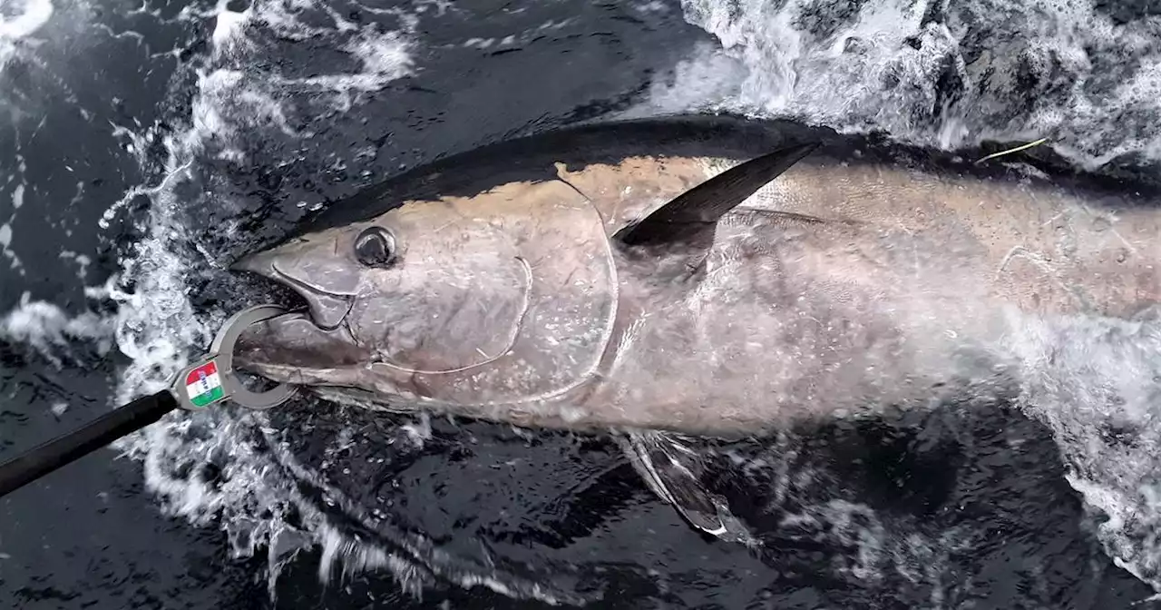 Angling Notes: Charter skippers invited to take part in this year’s Atlantic bluefin tuna survey