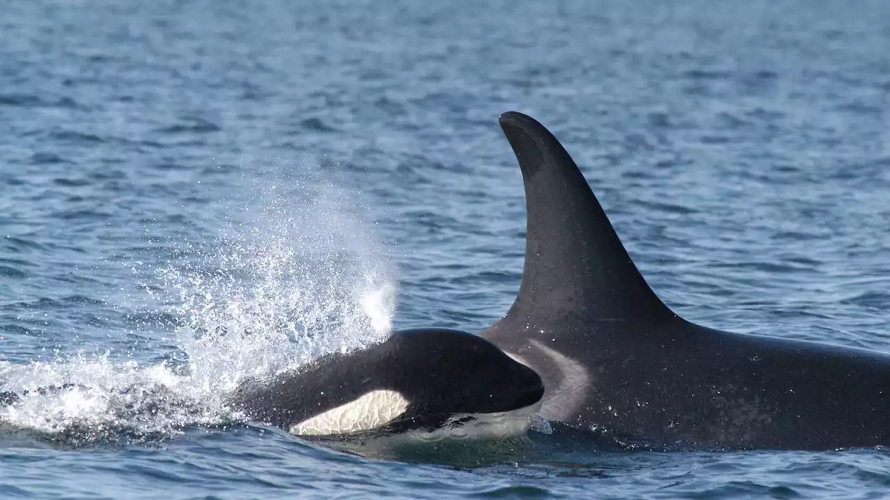 Researchers: Inbreeding a big problem for endangered orcas