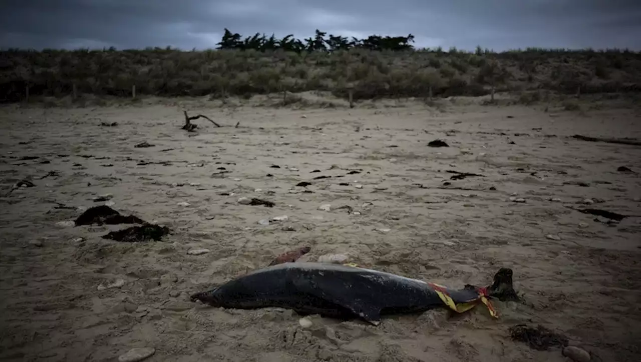 Dauphins échoués : le Conseil d'Etat ordonne au gouvernement de fermer des zones de pêche dans l'Atlantique