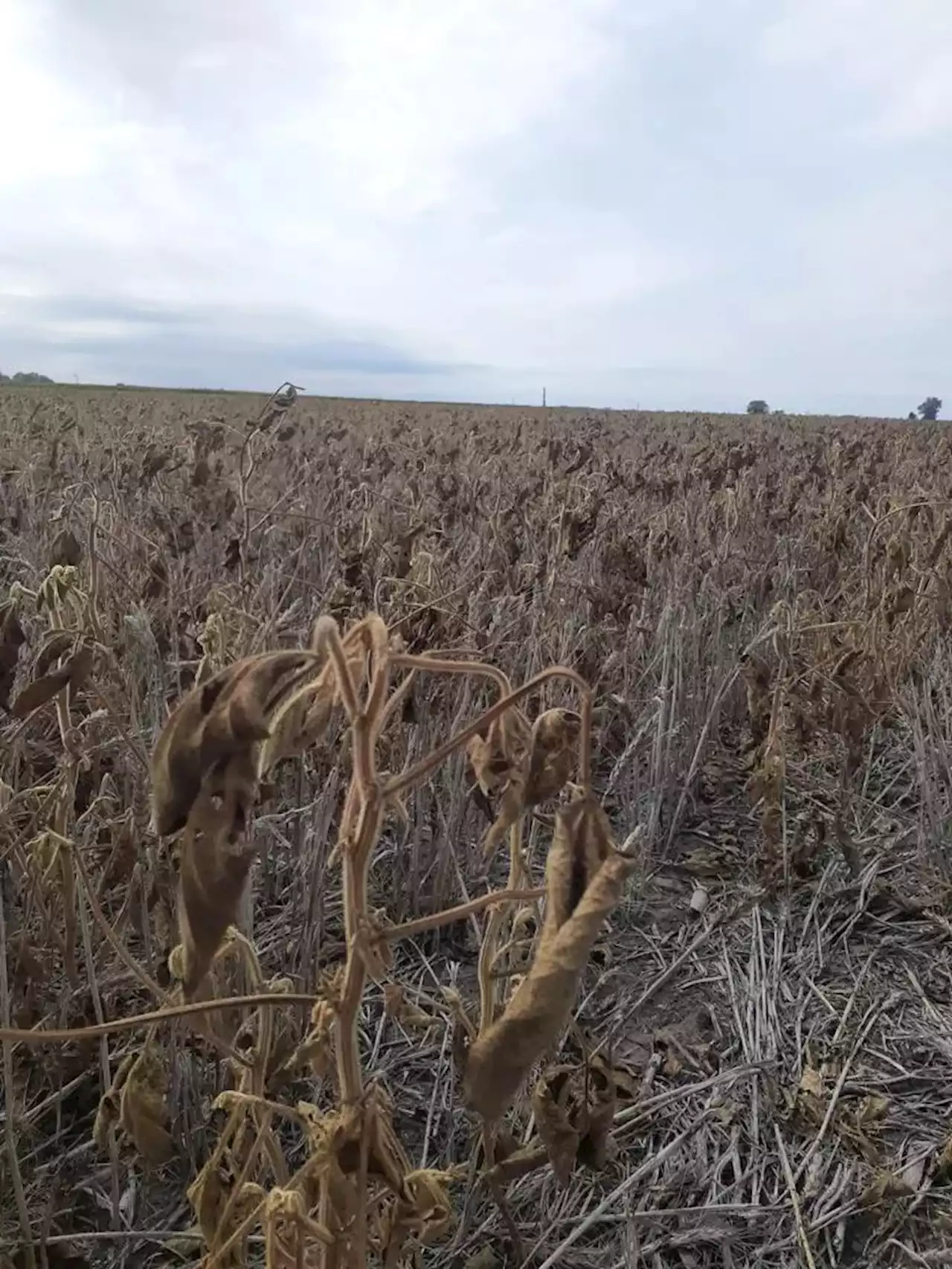 Las lluvias fueron generosas en varias zonas, pero siguen esquivas en la principal región agrícola