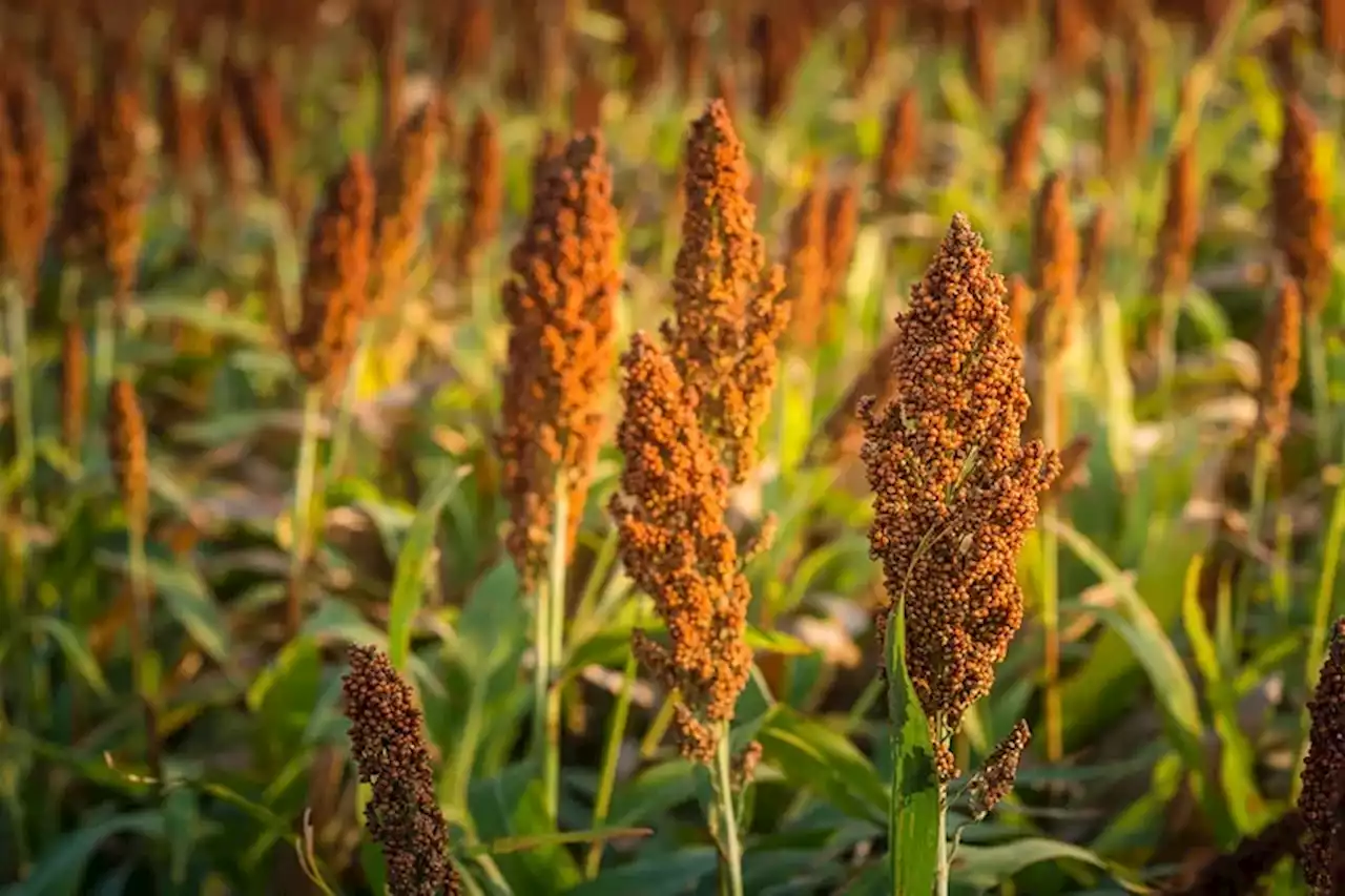 Sorgo: el abecé del manejo de una tecnología contra el pulgón amarillo