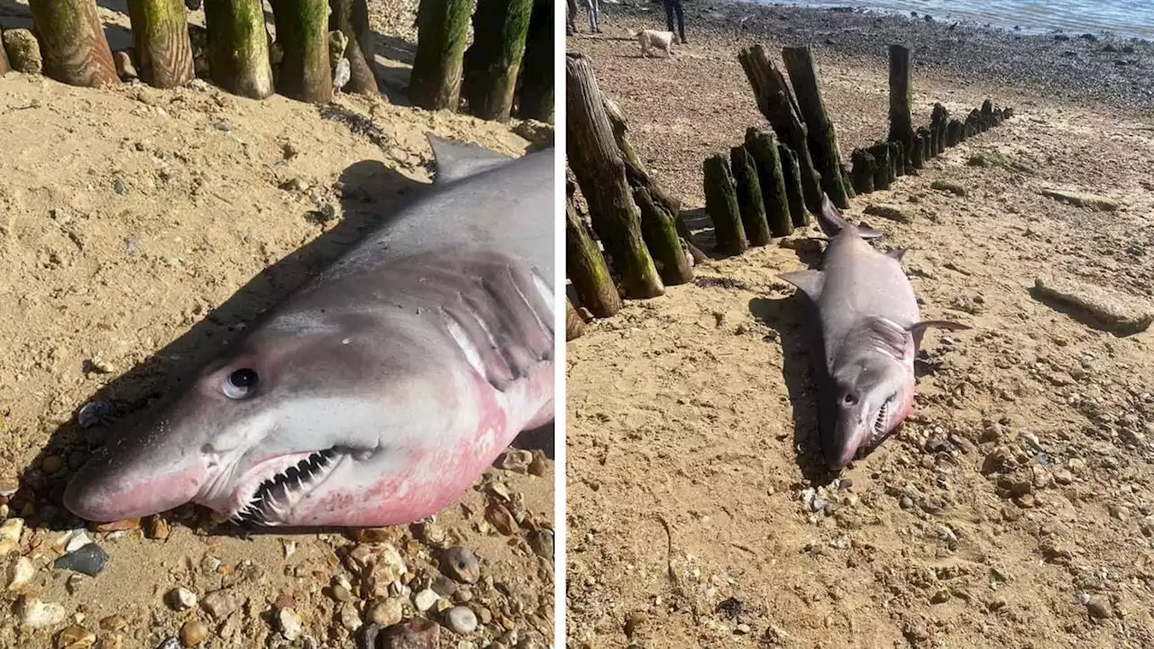 'Incredibly rare' shark washes up on Hampshire beach before being butchered by 'trophy hunters'