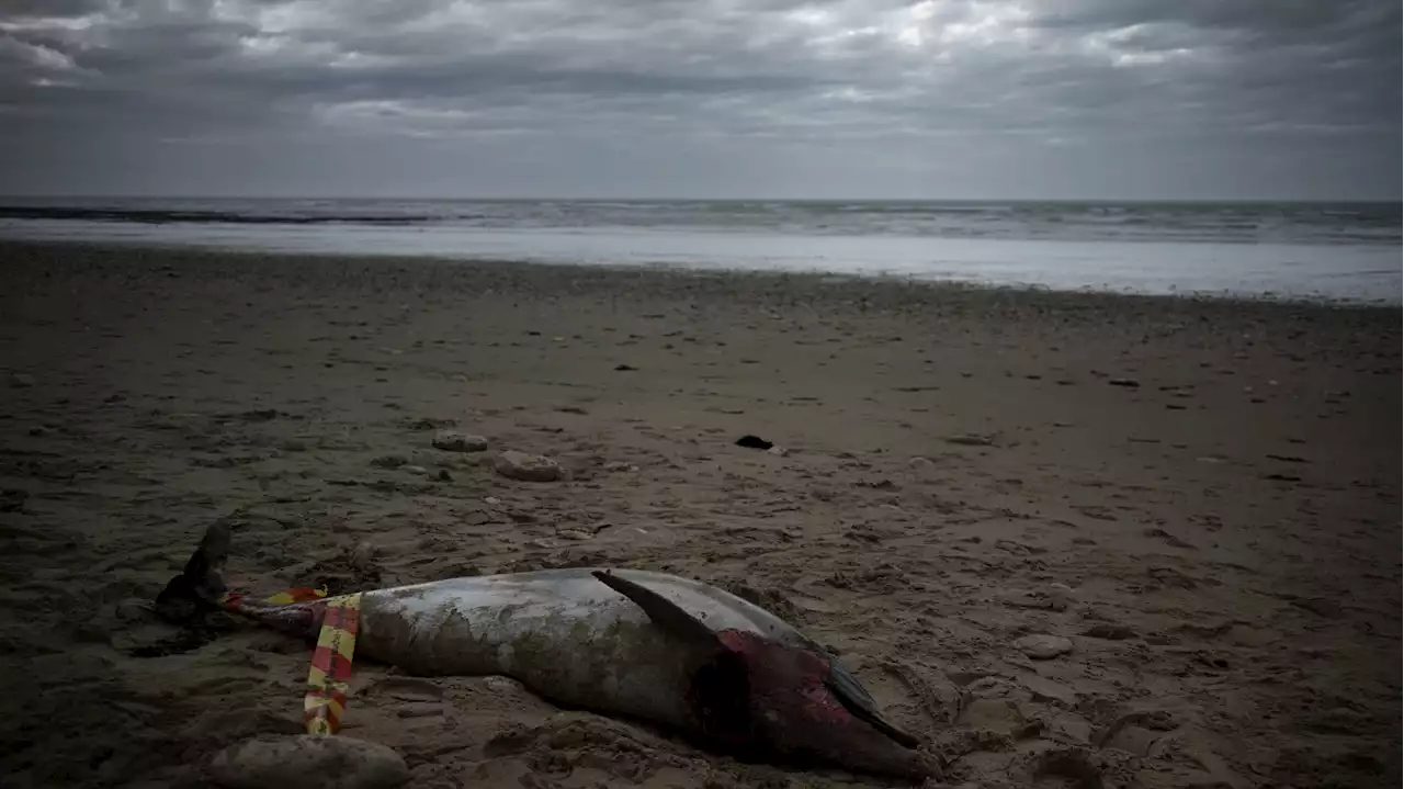 Face aux dauphins échoués, le gouvernement contraint de fermer des zones de pêche dans l’Atlantique