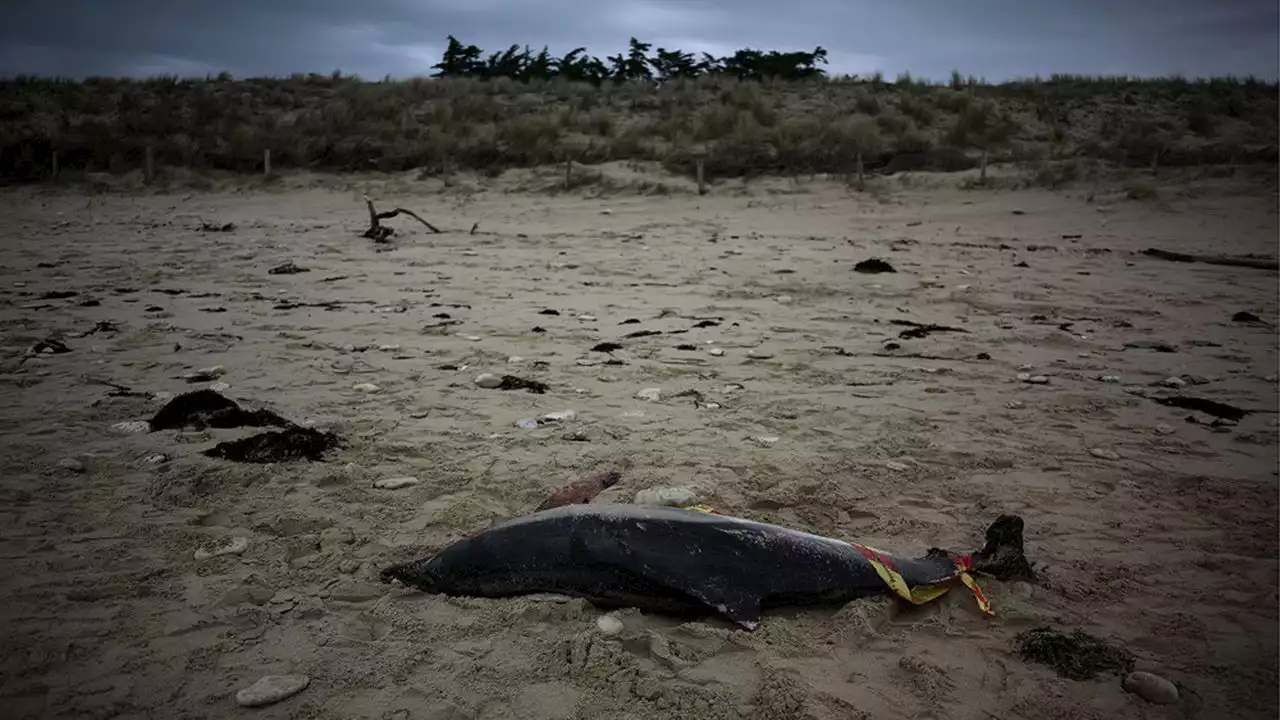 Dauphins échoués : la France sommée de restreindre la pêche dans le golfe de Gascogne