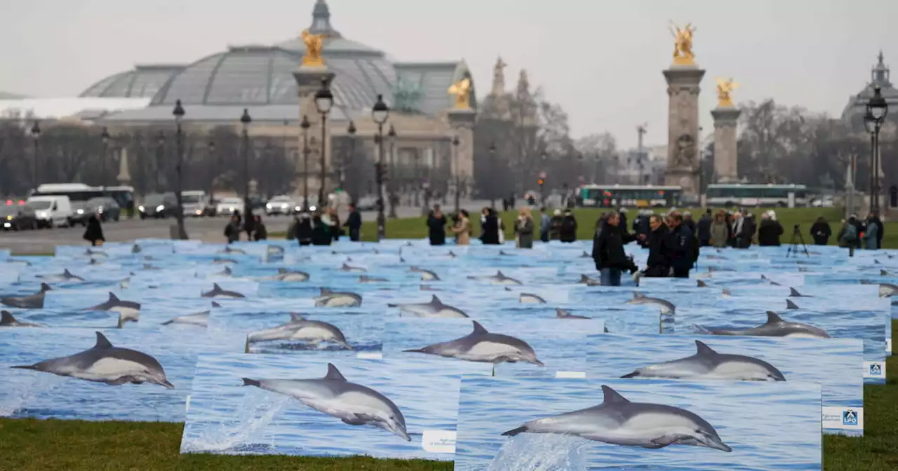 Dauphins échoués : le Conseil d’Etat ordonne la fermeture de zones de pêche