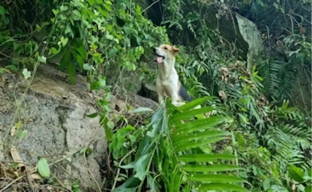 Heroic animal lovers undergo dangerous conditions to rescue stranded dog on Damansara Perdana cliff (VIDEO)