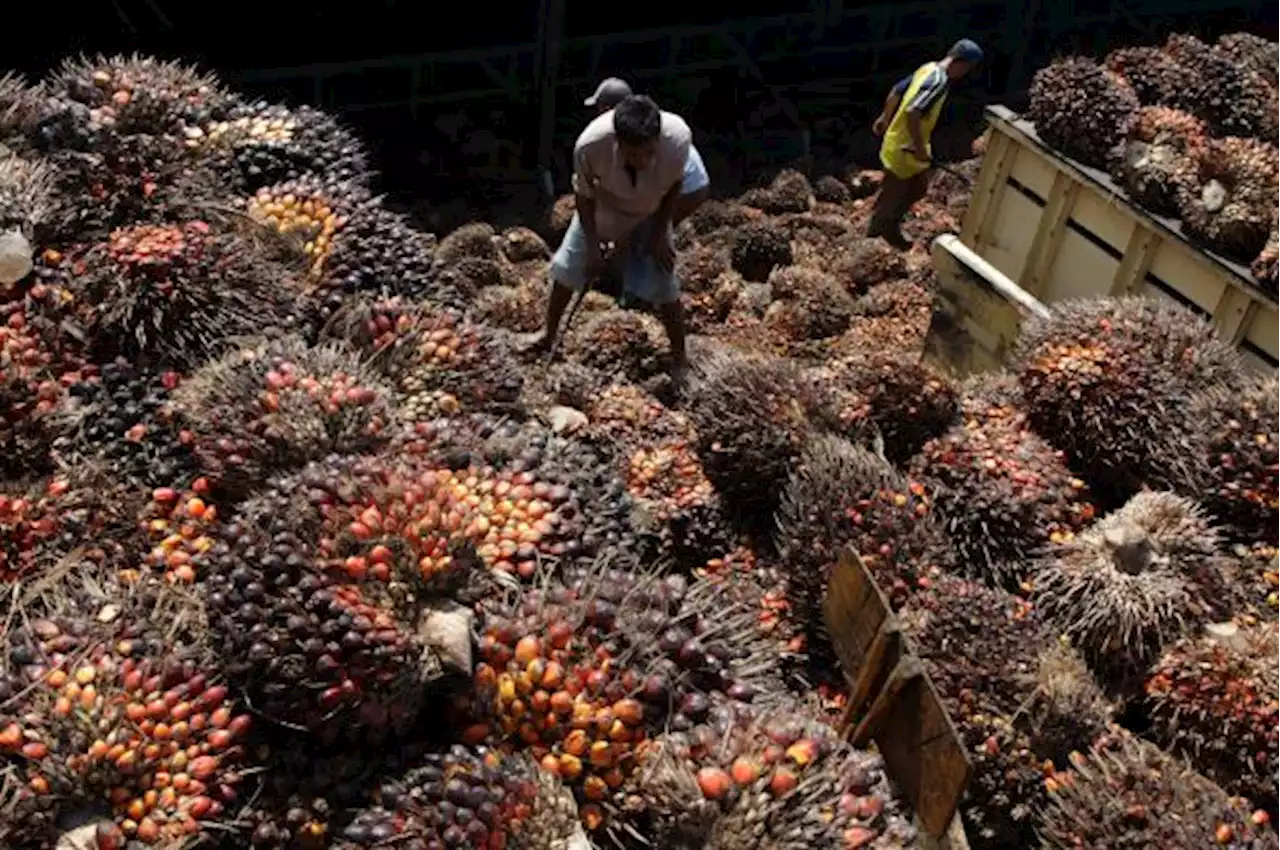 Holding Perkebunan Nusantara Rencanakan Penggabungan 13 PTPN