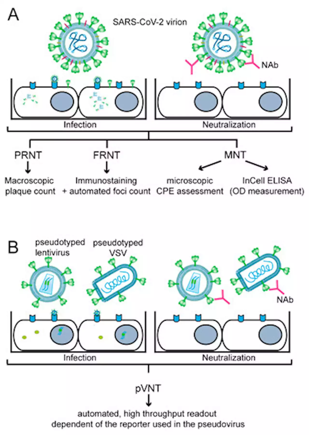 Importance, Applications and Features of Assays Measuring SARS-CoV-2 Neutralizing Antibodies