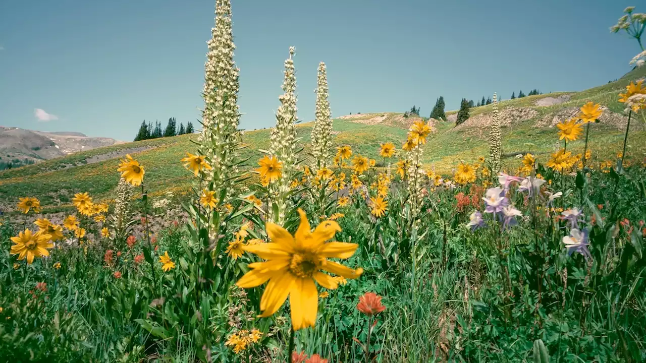 Nature is out of sync—and that’s reshaping everything, everywhere