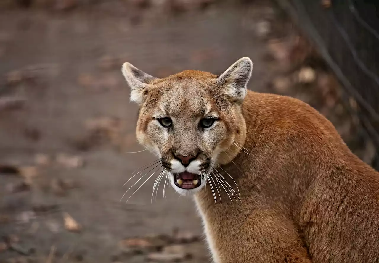 Hunt sparked for mountain lion who attacked man in Arizona