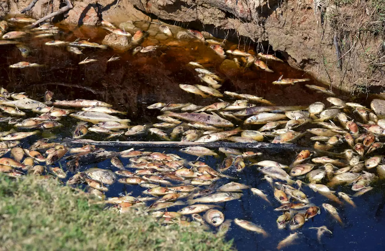 Why millions of dead fish appeared in Australian river