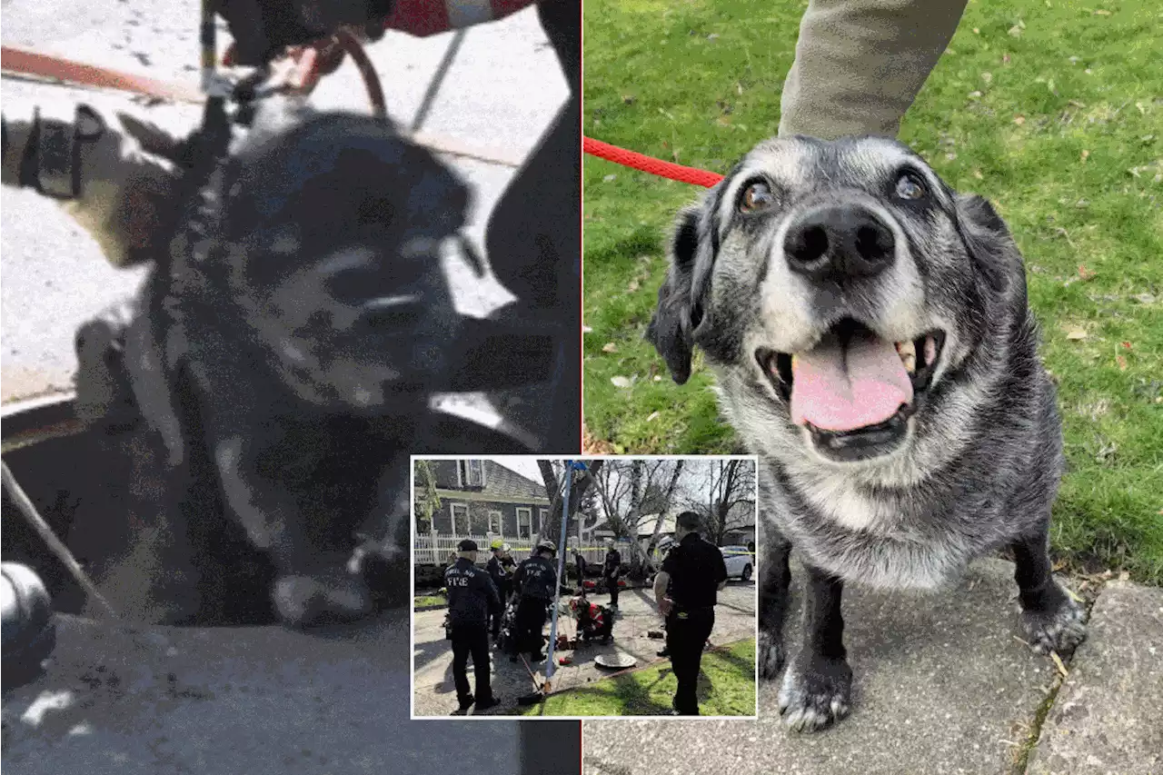 Elderly dog saved after falling 23 feet down utility hole while looking for treats