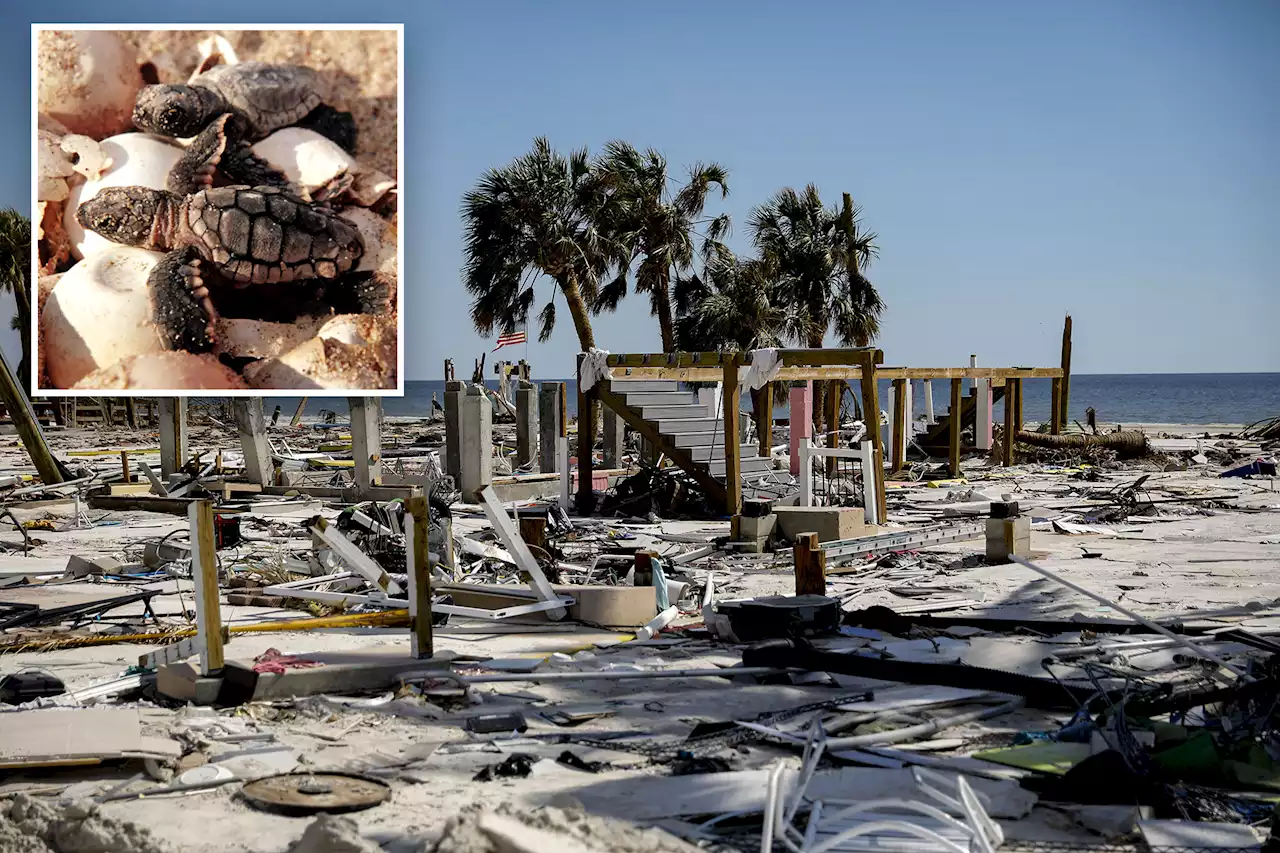 Here’s why sea turtles could halt repairs to Florida homes damaged by Hurricanes Ian, Nicole