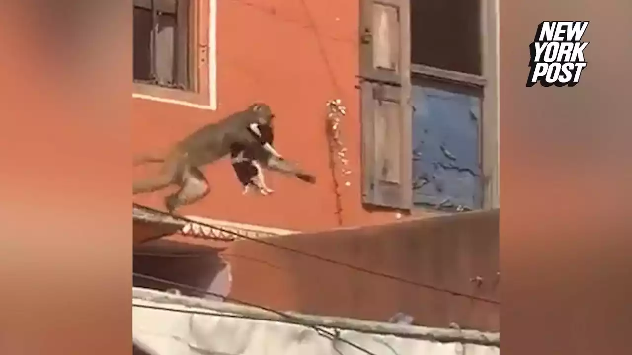 Video captures moment monkey kidnaps dog, leaps from rooftop as stunned onlookers laugh | NY Post