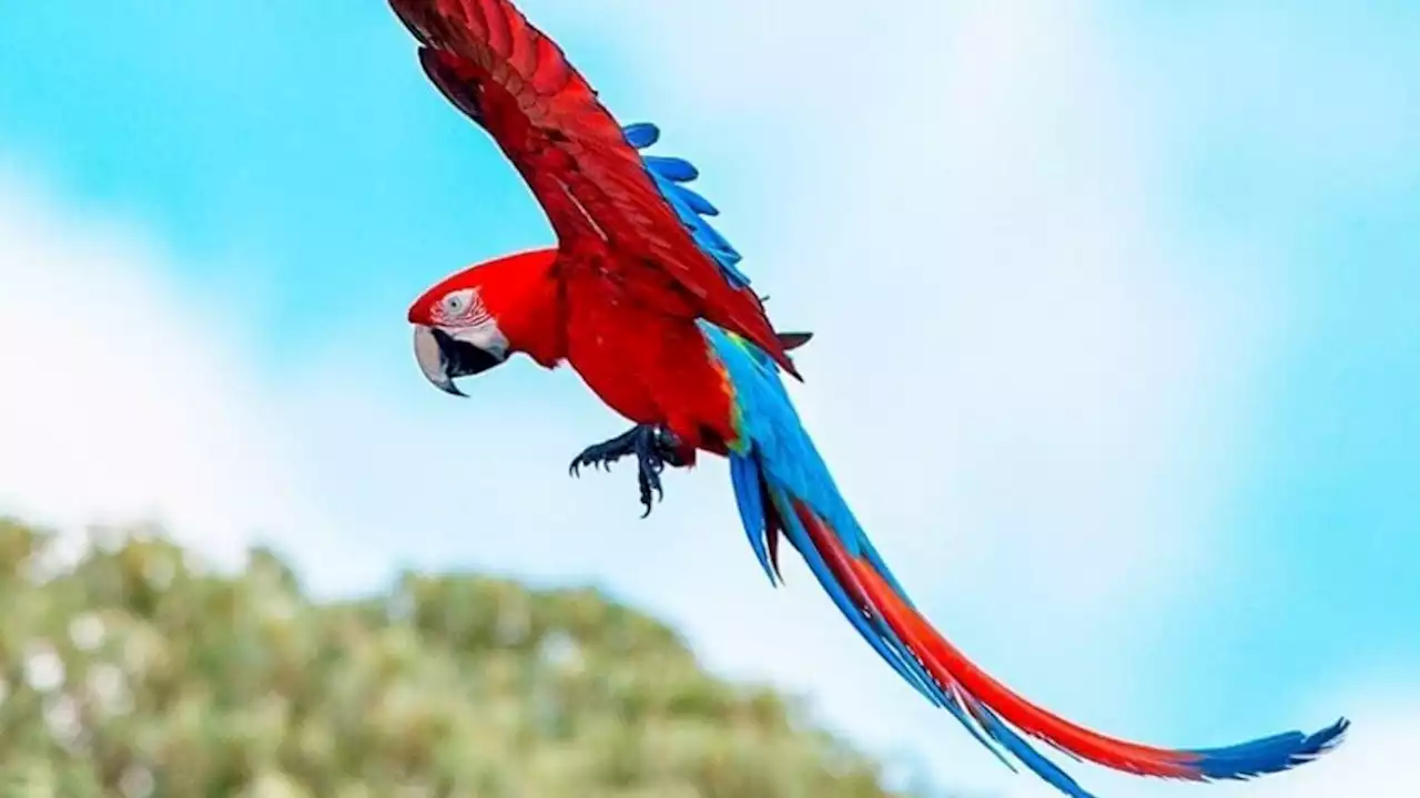 Reintroducen en los Esteros del Iberá cuatro guacamayos rojos | Recuperados en Buenos Aires