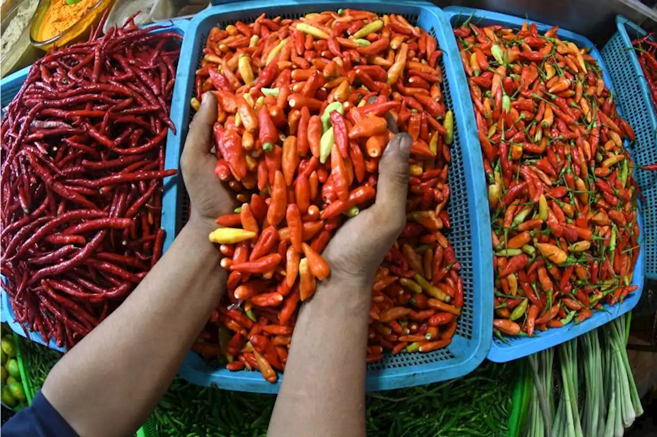 Harga Cabai Rawit Merah di Sleman Tembus Rp 70 Ribu per Kg |Republika Online