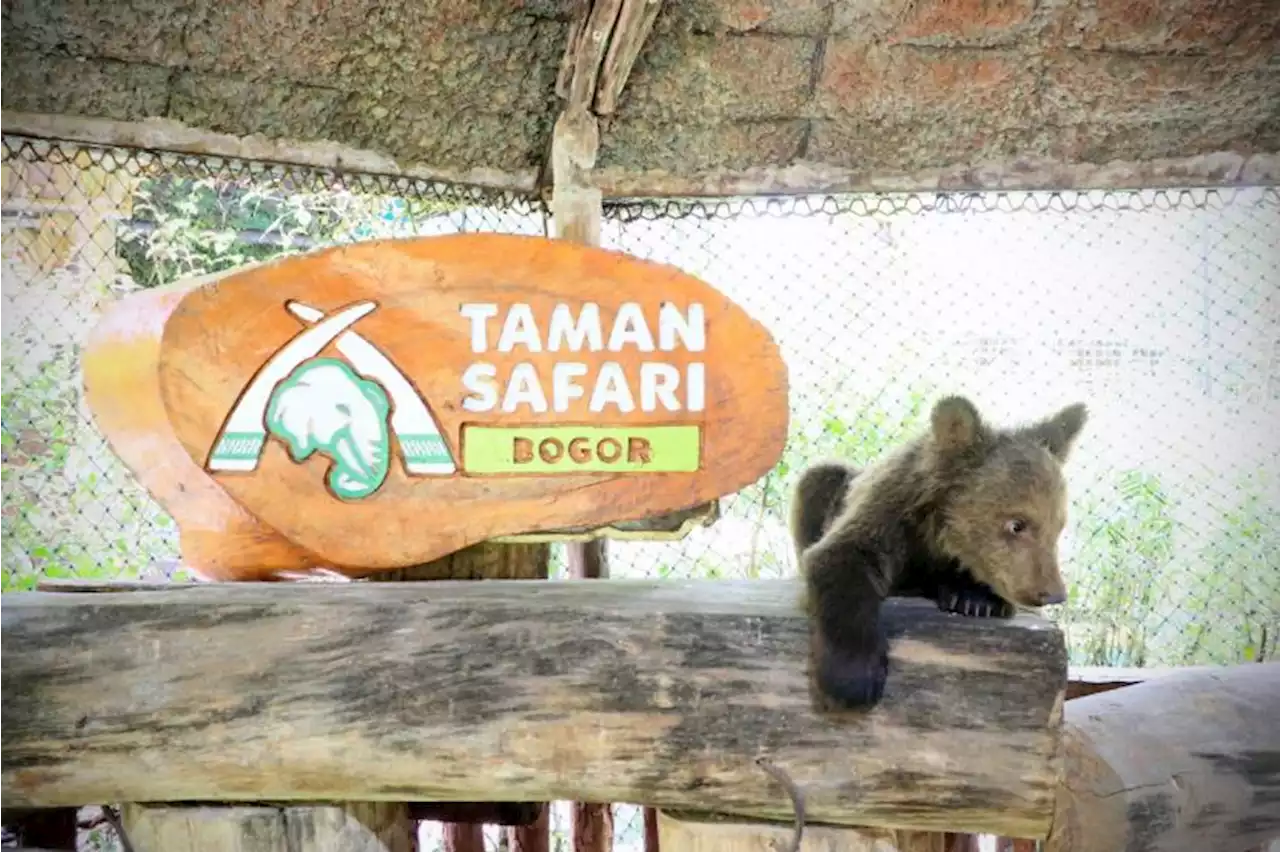 Taman Safari Bogor Siapkan Pertunjukan Aladdin-Jasmine Selama Ramadhan