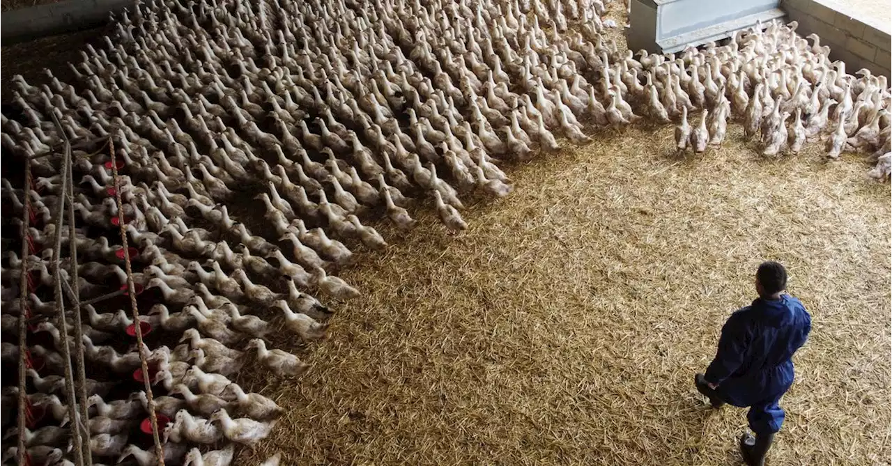 Vaccine makers prep bird flu shot for humans 'just in case'; rich nations lock in supplies