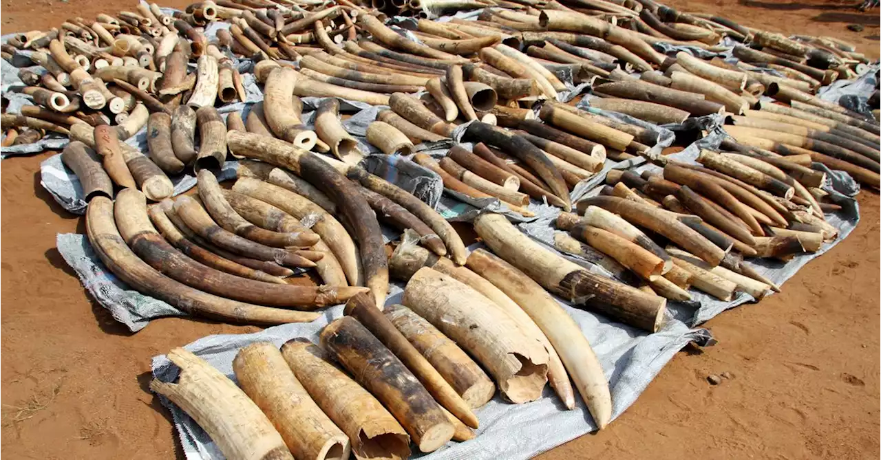 Vietnam seizes 7 tonnes ivory in largest wildlife smuggling case in years