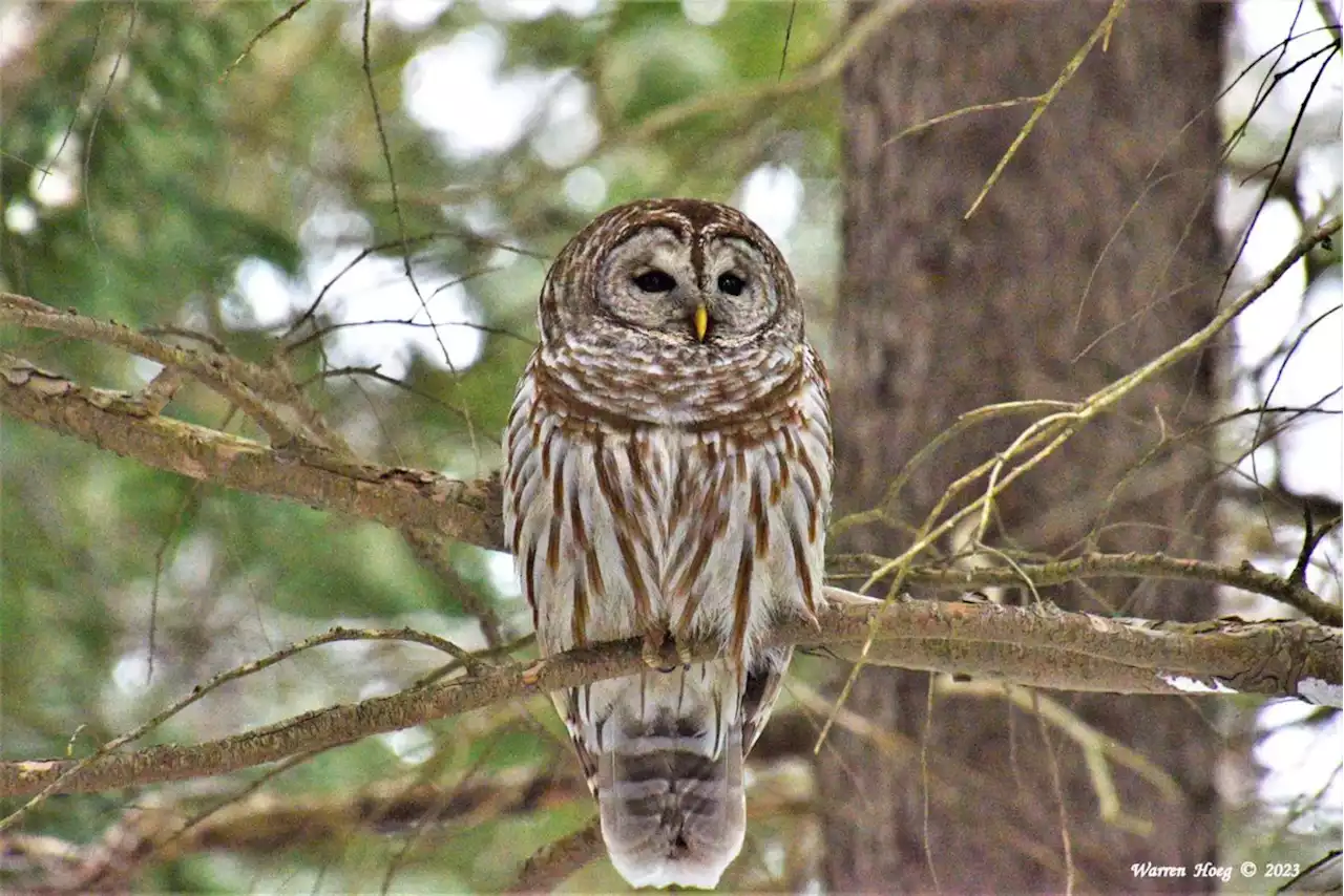 WEATHER PHOTO: Barred owl in Dartmouth, N.S. | SaltWire