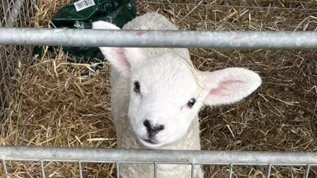 'Harrowing' dog attacks on sheep costing farmers millions of pounds a year