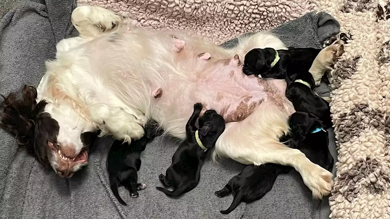 Police in County Durham save six tiny puppies from being thrown away in a plastic bag