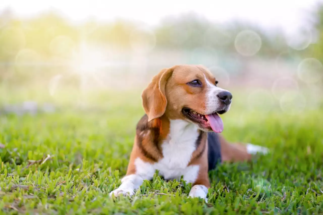 These are the top 35 classic dog breeds that remain popular today