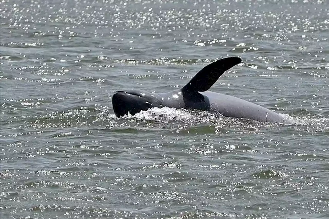 Cambodia records first rare Mekong river dolphin death in 2023