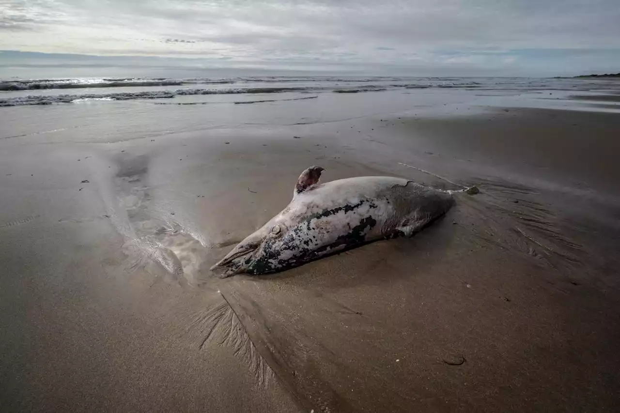 Dauphins échoués sur la côte Atlantique : le Gouvernement sommé d’agir pour garantir leur survie