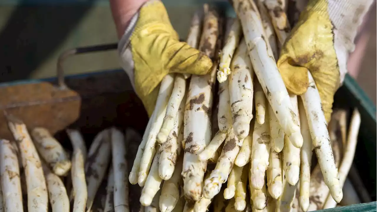 Hohe Kosten, wenig Sonne: Zu Ostern wird es in Brandenburg nur wenig Spargel geben