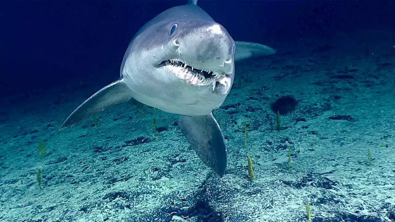 Rare shark beheaded by 'trophy hunters' after it washes up on Hampshire beach