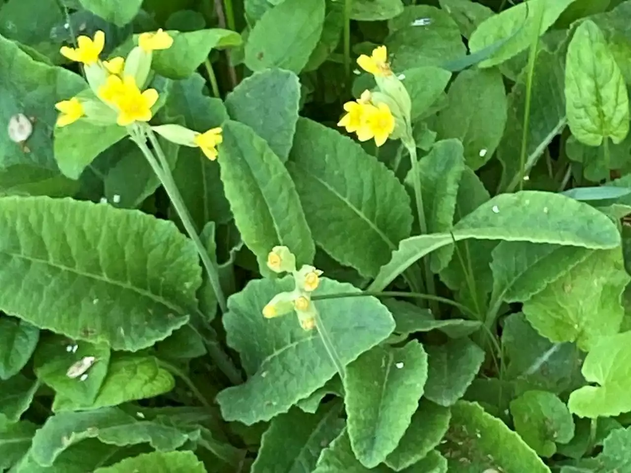 Enjoying the wild garden