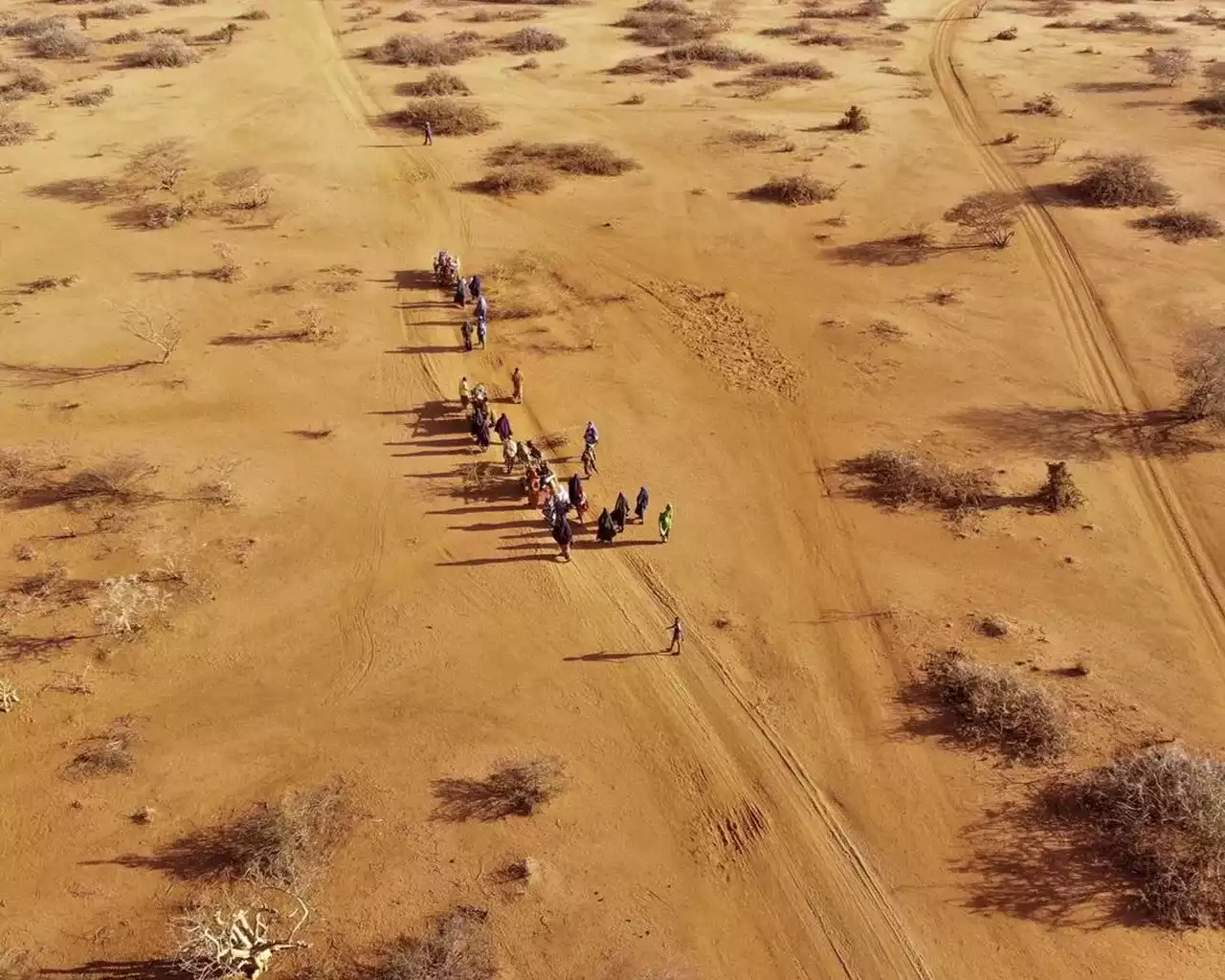 Report finds 43,000 estimated dead in Somalia drought last year