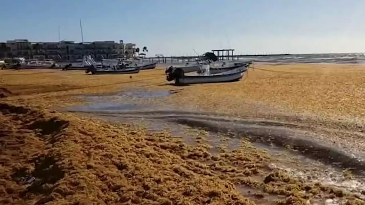 Giant blob of seaweed on its way to Florida’s beaches