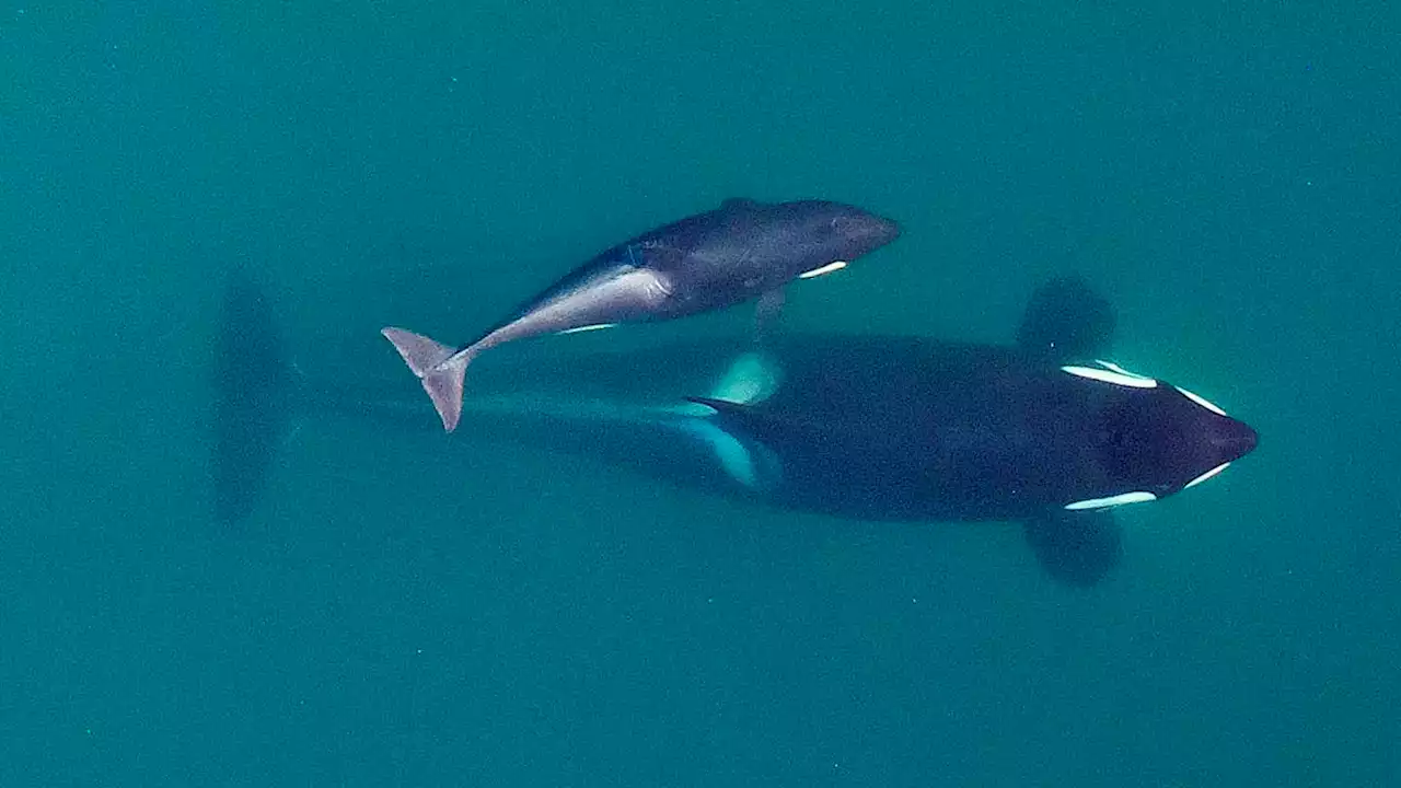 Researchers: Inbreeding a big problem for endangered orcas