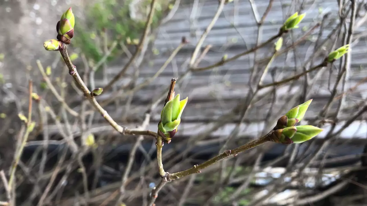 Today's the Vernal Equinox and It Might Even Feel a Bit Like Spring