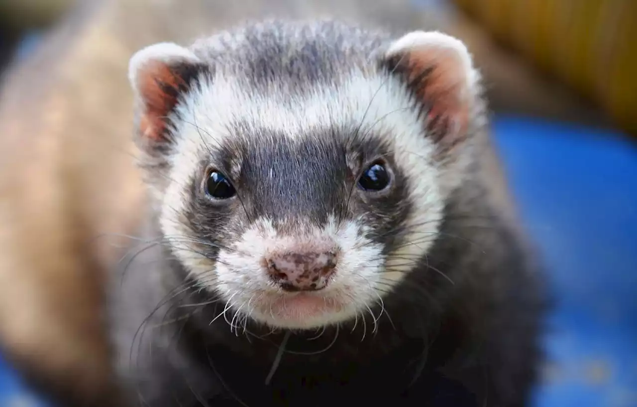 Évry-Courcouronnes chasse les rats de ses rues grâce à des furets