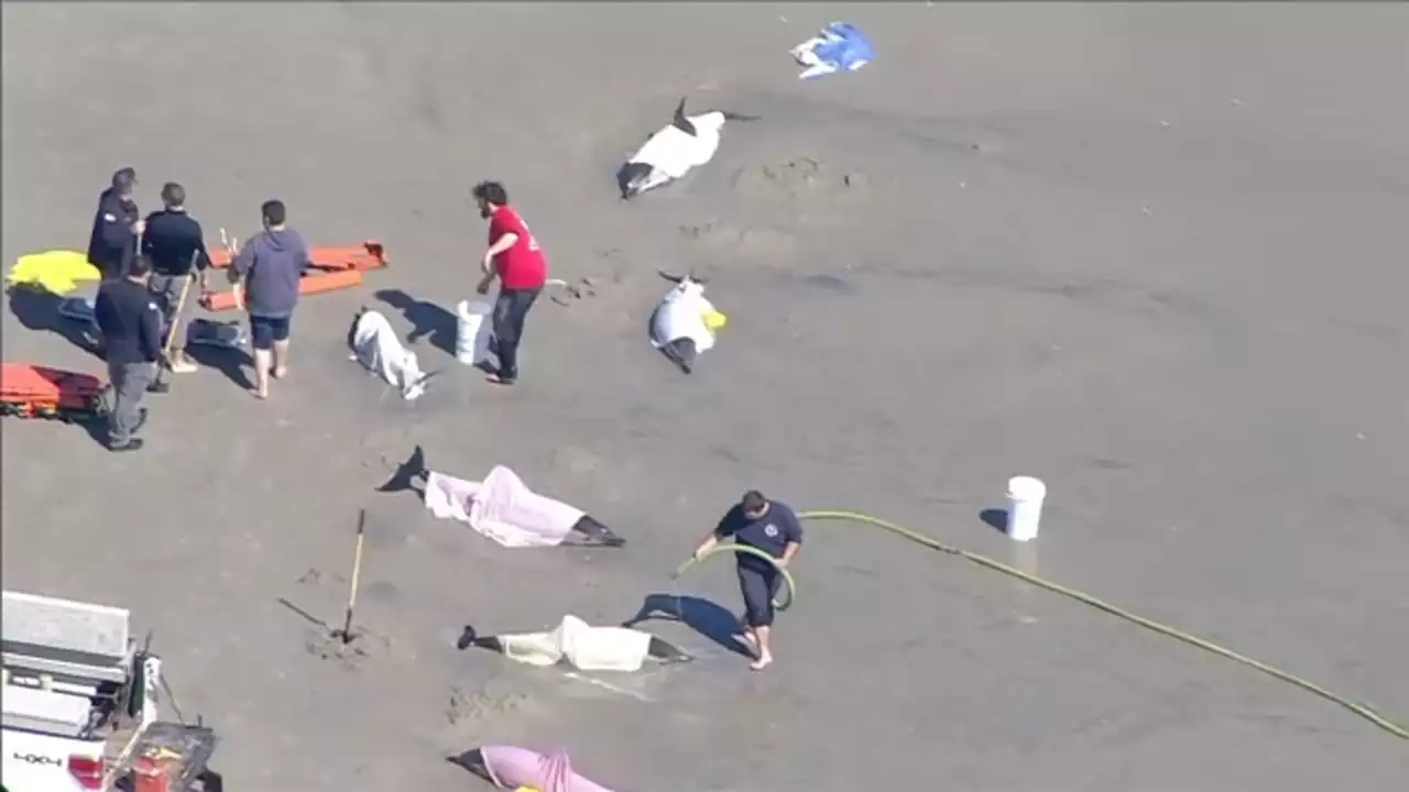 8 dolphins become stranded on Sea Isle City, New Jersey beach