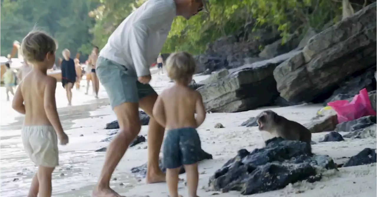 Aussie family attacked by monkeys at popular beach in Thailand